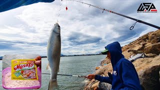 TERNYATA BENAR Di Spot Ini Ikan Belanaknya Tidak Ada Yang Kecil Semua Babon Babon [upl. by Ainirtac]