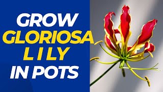 How to Grow Gloriosa Lily in Pots  Growing Gloriosa Lily in Pots Made Easy [upl. by Nomaj780]