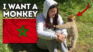 I Fed Monkeys in Morocco Azrou Midelt El Hajeb [upl. by Asetal896]