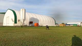 Puppy deutsch drahthaar training  100 yard field blind [upl. by Kennard]