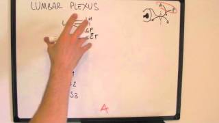 Memorising the Lumbar Plexus  easy way to draw it [upl. by Kassie183]