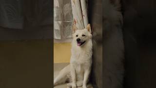 Nindiya spitz pets spitzlover viralvideo shortsfeed shots funny [upl. by Enilorac647]