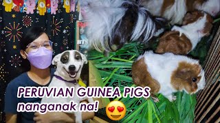 Peruvian Guinea Pigs NANGANAK NA  Sobrang cute [upl. by Macdonell]