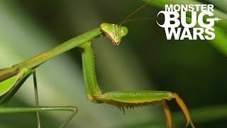 When Mantises Attack 1  MONSTER BUG WARS [upl. by Keviv]