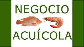 Acuicultura tecnificada RASBiofloc para cultivos sostenibles de camarón y tilapia [upl. by Etnuahc175]