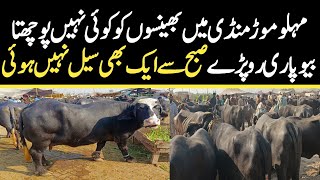 Malumor Mandi Jhang Today  Buffalo Fresh Rates Update  Buffalo Mandi 2024 [upl. by Berns]