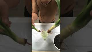 Yucca Plant Water Rooting [upl. by Tomasz]