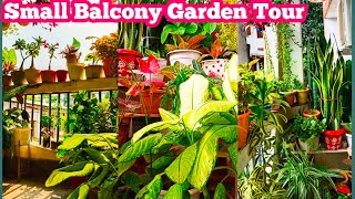 My Small Balcony Garden Tour  Balcony Garden Ideas  Balcony Garden [upl. by Gabbi]