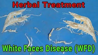 White Feces Disease WFD treatment in Shrimp culture vannamei farming [upl. by Geno]