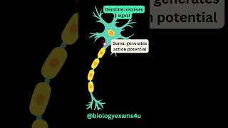 Neuron 3D Animation Slow motion Structure of Neuron  How Neuron transmit impulses [upl. by Baptlsta456]