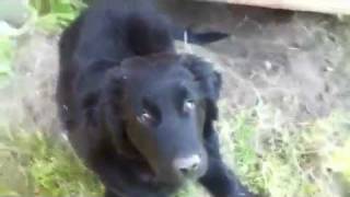 Golden Retriever  Border Collie Puppy [upl. by Zimmer397]