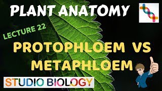 Plant Anatomy 22  Protophloem vs Metaphloem [upl. by Jephthah638]