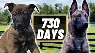 2 Years Of Training In 4 Minutes PT2 Building The ULTIMATE Belgian Malinois [upl. by Danby497]