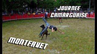 MONTFAVET Journée Camarguaise 06052018 🐴 [upl. by Lebasiairam]