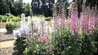 Delphinium Trial  RHS Wisley Garden 2013 [upl. by Aneerahs740]