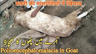 Polioencephalomalacia in Goat  bakre me pathon ka kacho  Dr Mohsin [upl. by Nibbor]