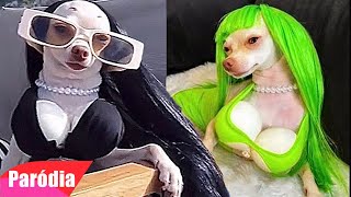 40 MINUTOS DOS VIDEOS ENGRAÇADOS DE ANIMAIS  TENTE NÃO RIR COMPILADO PARÓDIA [upl. by Mariquilla]