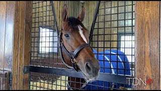 New Faces in Ashfords Stud Barn [upl. by Cormick]