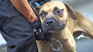 ASPCA Video Abused Dog Fighting Victims One Year Later [upl. by Anna-Diane]