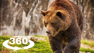 NIEDŹWIEDŹ BRUNATNY BROWN BEAR  ZOO CHORZÓW 360° VR [upl. by Nyrrad]