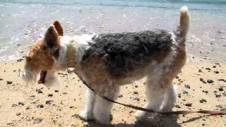 Silly Love Songs  Wire fox terrier and the longest bridge [upl. by Bergmans]