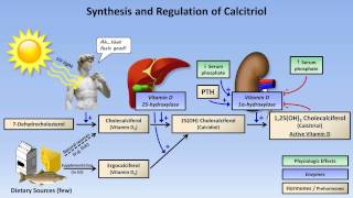 Calcium and Phosphate Metabolism [upl. by Yeoj]