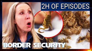 6 Episode Border Security Marathon  Australia Season 10  Full Episodes Compilation [upl. by Syned]