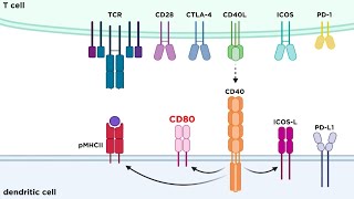 Types of Immune Cell Receptors [upl. by Camilo]