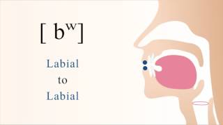 bʷ  voiced unaspirated labialized bilabial stop [upl. by Ignacia825]