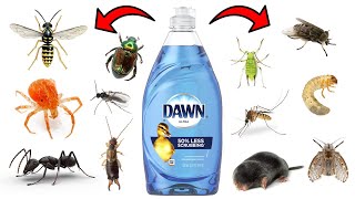 How To Effectively Get Rid of Pests With Dawn Dish Soap [upl. by Akimat]