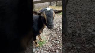 Little Blue Eyes cuteness goat farm animals [upl. by Brout]