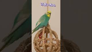 良い返事をしてくれるインコ『コメントありがとうございます』 [upl. by Amhser]