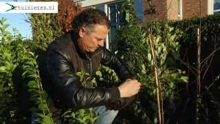 Haag planten hoe plant een haag in de tuin  Tuinierennl [upl. by Finn]