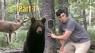 My Best Compilation of Trail Cam Videos Yet  MA Berkshires part 1 [upl. by Yecats803]