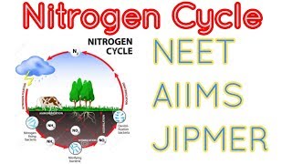 Nitrogen cycle detailed for NEET AIIMS and JIPMER [upl. by Ahcilef]