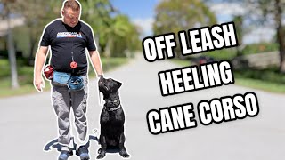 Cane Corso Puppy OffLeash Heeling [upl. by Deerdre167]