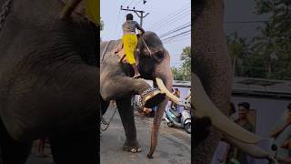 Nandilath gopalakrishan ll അടിപൊളി ആനയും മാസ്സ് പാപ്പാനും 🐘 viral trending [upl. by Corbin]