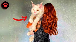 They adopted a kitten You wont believe what he turned into [upl. by Brok]