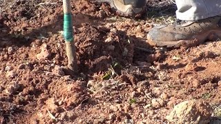 Planting a pecan tree [upl. by Fisher]