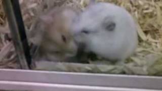 HAMSTER BATTLE Two Hamsters attempt to kill eachother [upl. by Kenrick]