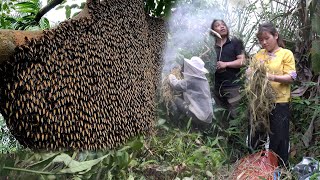 Primitive skill Braver of catching honeycombs  Green farm make the main door  Free Bushcraft [upl. by Colley]