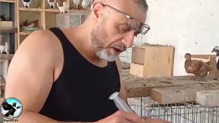 اطعام زغاليل الحمام يدويا Feeding Pigeons Chick [upl. by Einhpad228]