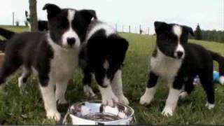 Dogs 101 Karelian Bear Dog [upl. by Diandra]