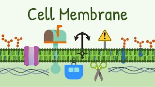 Cell Membrane Structure amp Functions  Membrane Lipids Membrane Proteins and Carbohydrates [upl. by Lenny]