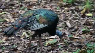 Ocellated Turkey Meleagris ocellata at Tikal site [upl. by Noitsuj]