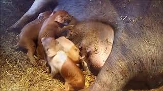 Piglets Being Born [upl. by Nihs]