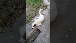 White stray dog relaxing in evening after rain  Nature Buddies shorts trending viralvideo spain [upl. by Rosenkranz]