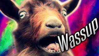 WASSUP GOAT [upl. by Rosemaria]