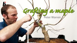 PETER WARREN FIELD MAPLE GRAFTING [upl. by Ted]