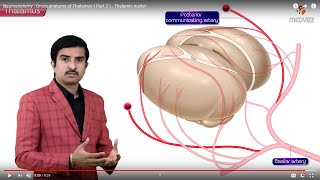 Gross anatomy of Thalamus  Part 2   Thalamic nuclei  Animated Neuroanatomy [upl. by Radnaxela787]